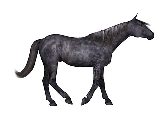 Image showing Black Horse on White