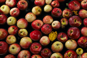 Image showing Apples in water