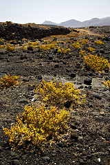 Image showing plant flower  rock stone sky  hill and summer  lanzarote spain