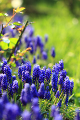 Image showing blue grape hyacinth