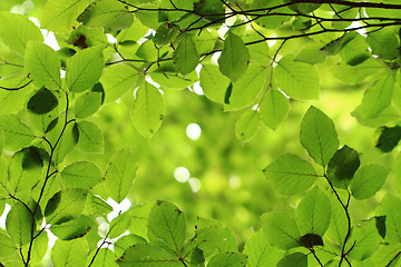 Image showing beech leaf background
