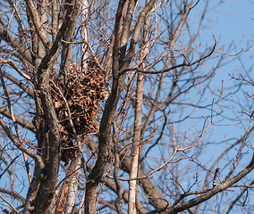 Image showing Squirrel Nest