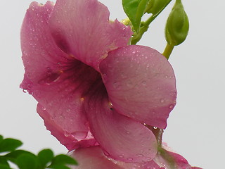 Image showing pink watery flower