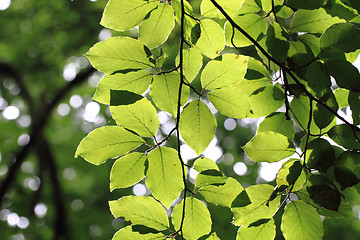 Image showing beech leaf background