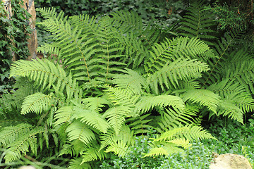 Image showing green fern background