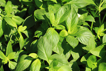Image showing basil plant background