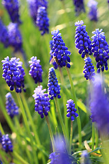 Image showing blue grape hyacinth