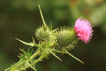 Image showing nice green thistle 