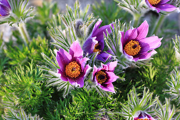 Image showing flower of pasqueflower