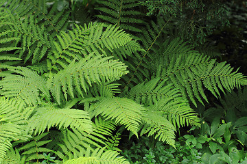 Image showing green fern background