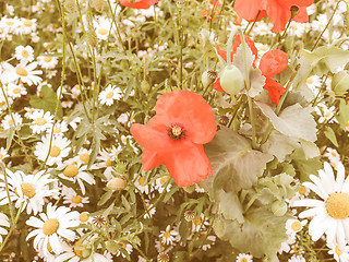 Image showing Retro looking Papaver flower