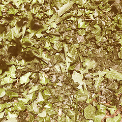 Image showing Retro looking Ivy picture