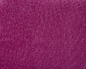 Image showing ostrich leather surface