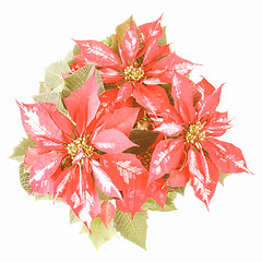 Image showing Retro looking Poinsettia Christmas Star