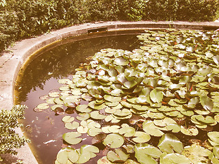 Image showing Retro looking Water lily Nimphaea