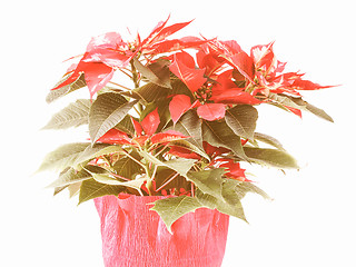 Image showing Retro looking Poinsettia