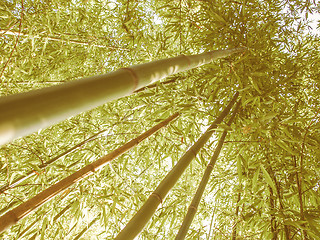 Image showing Retro looking Bamboo plants