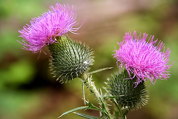 Image showing flower burr