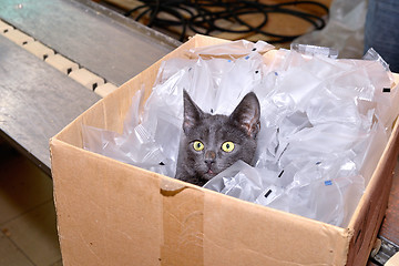 Image showing Black cat sitting in a cardboard box including packing bags fact