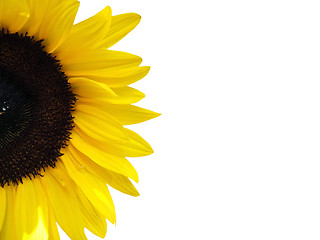 Image showing Sunflower isolated