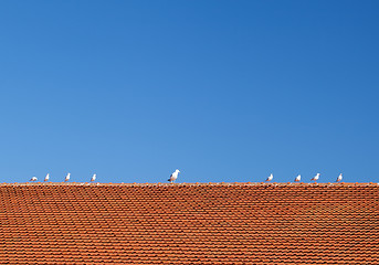 Image showing Birds on the tiled roof