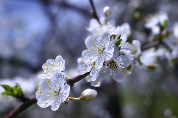 Image showing Flowering trees in spring garden on a sunny day