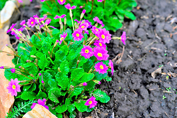 Image showing Blooming purple primrose in a flowerbed in spring