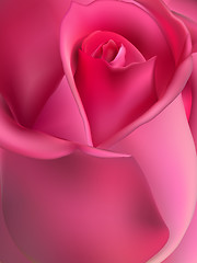 Image showing Pink rose macro. EPS 10 