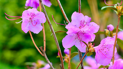 Image showing Blooming tree in spring garden on a sunny day