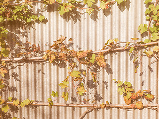 Image showing Retro looking Vitis plant