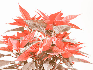 Image showing Retro looking Poinsettia Christmas star