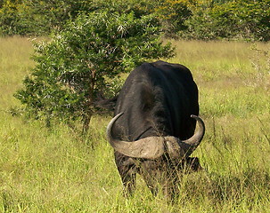 Image showing buffalo  grazing