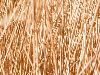 Image showing Retro looking Grass meadow weed