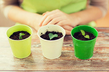 Image showing close up of sprouts in pots and gardener or woman