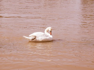 Image showing Retro looking Swan bird