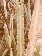 Image showing Retro looking Cactus