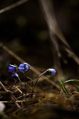 Image showing blue anemones