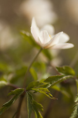 Image showing wood anemone