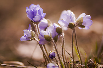 Image showing blue anemones