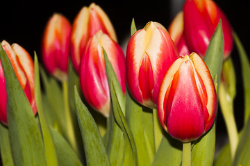 Image showing tulips