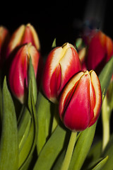 Image showing tulips