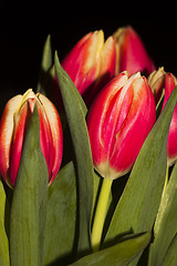 Image showing tulips