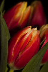 Image showing tulips