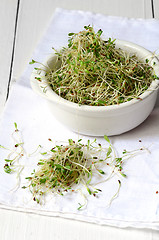 Image showing Fresh green alfalfa sprouts 