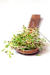 Image showing Fresh green alfalfa sprouts 