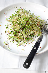 Image showing Fresh green alfalfa sprouts 