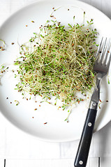 Image showing Fresh green alfalfa sprouts 