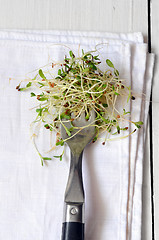 Image showing Fresh green alfalfa sprouts 