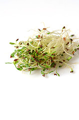 Image showing Fresh green alfalfa sprouts 