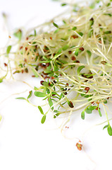 Image showing Fresh green alfalfa sprouts 